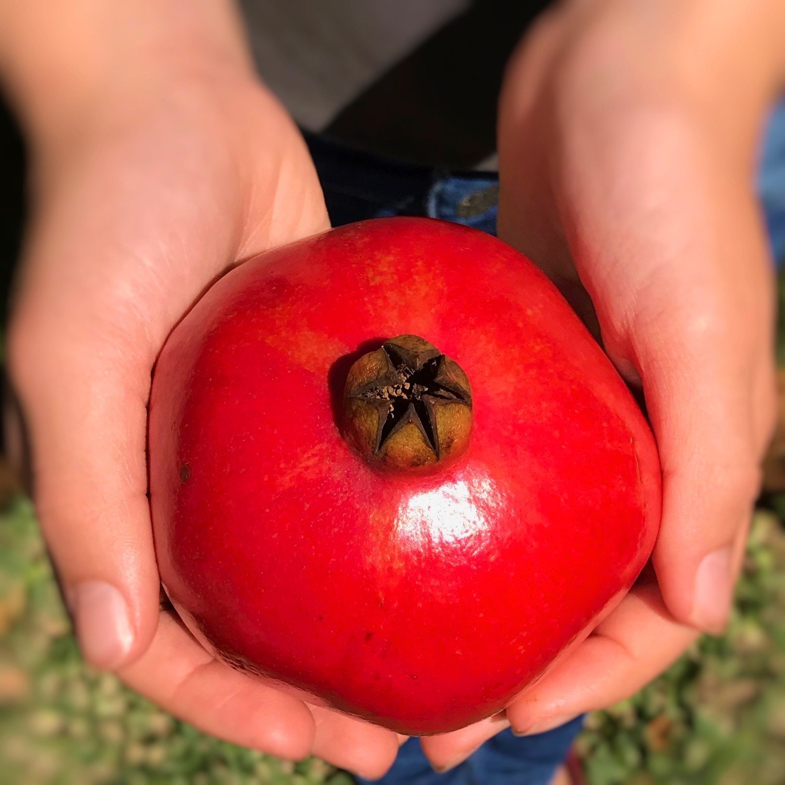 The Pomegranate brings good luck. Here's the reason why.