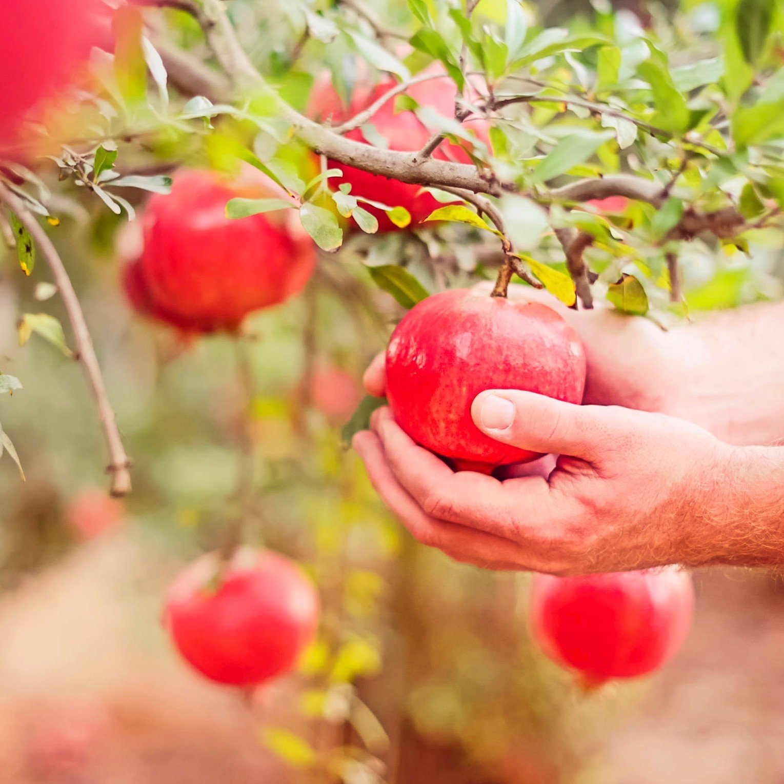 The properties of the pomegranate juice: find out why it does so well.